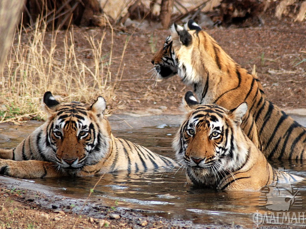 Бенгальские тигры в одном из национальных парков.