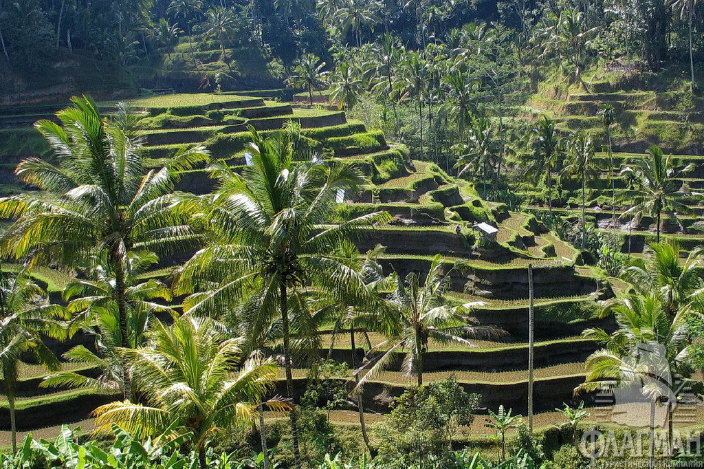 Рисовые террассы на Бали