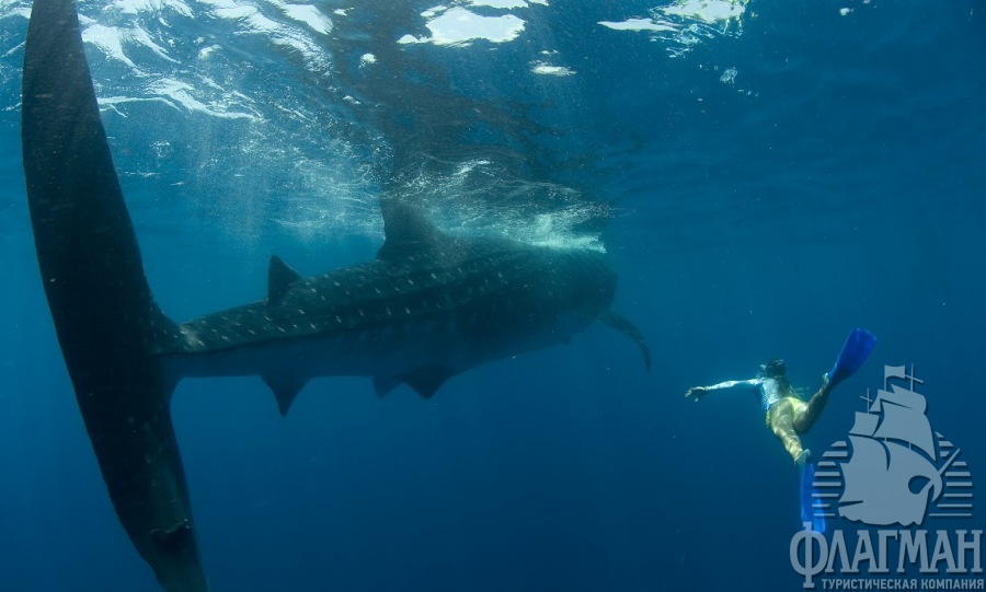 Погружение с китовыми акулами в Мексике