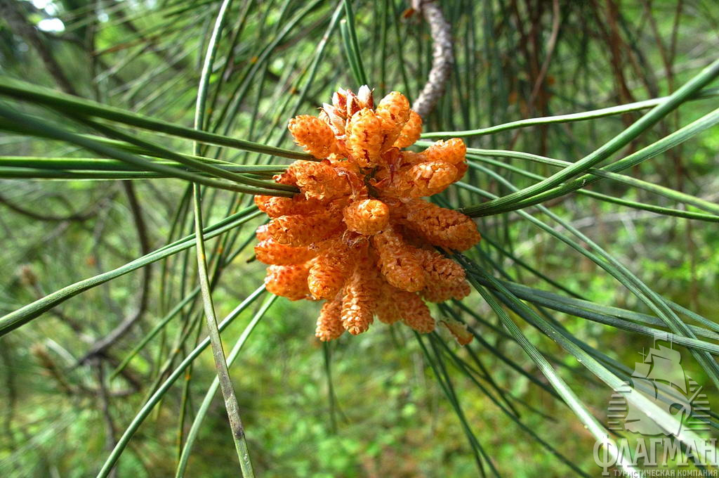 Длиннохвойная пицундская сосна насыщает морской воздух целебными фитонцидами