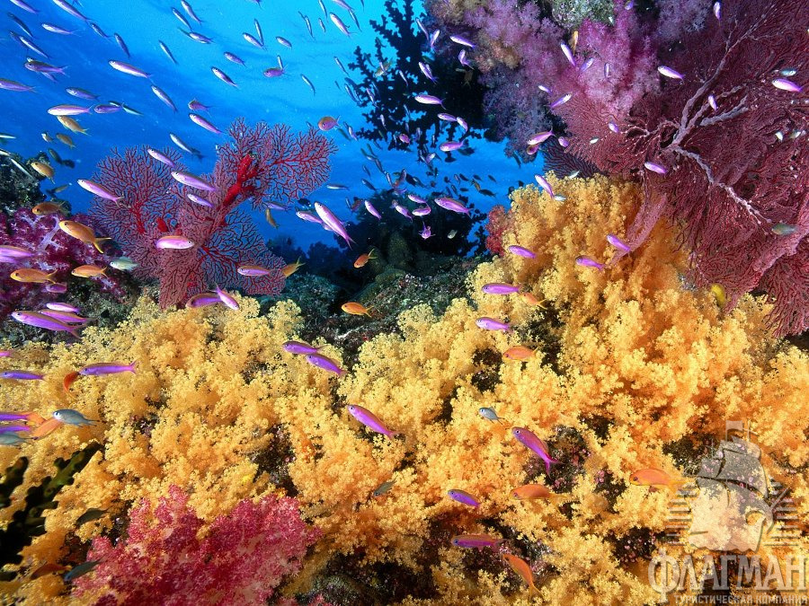 Майяский коралловый риф