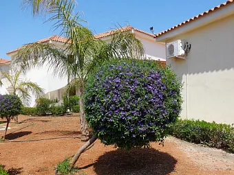  Отель TSOKKOS PARADISE VILLAGE, Кипр, Айя-Напа.