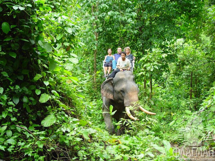 Прогулки на слонах на Пхукете
