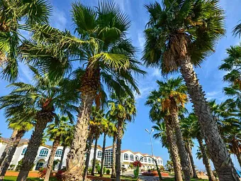 Отель SANDY BEACH FUJAIRAH 3*