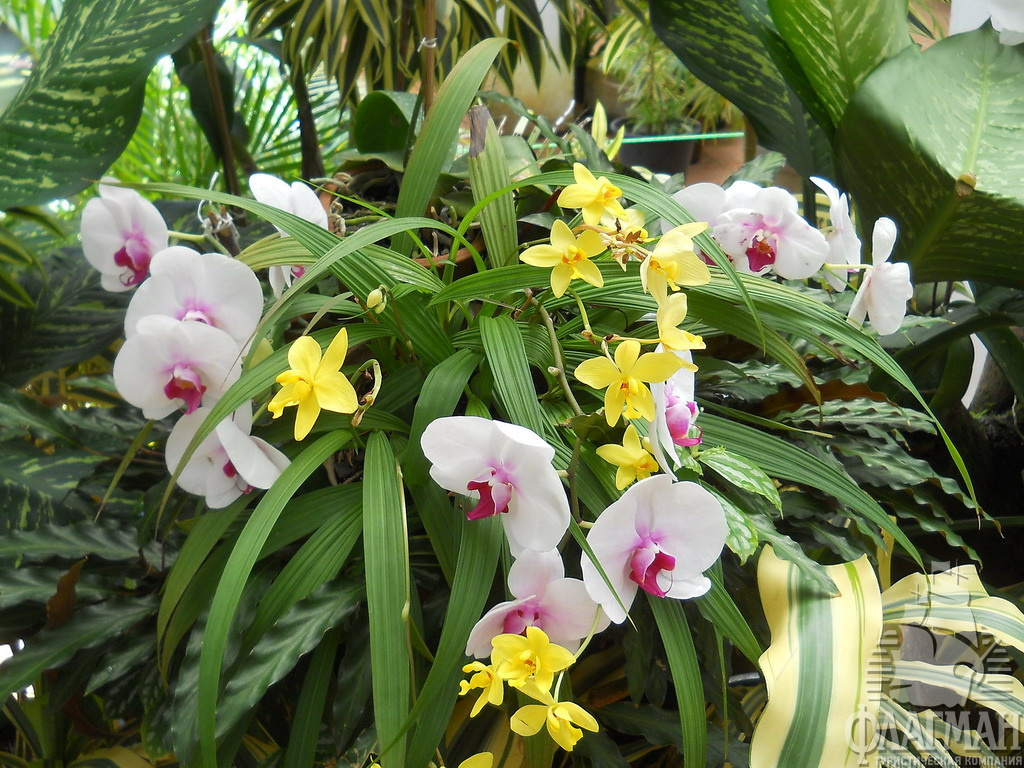 Дом орхидей в Королевском ботаническом саду в Перадении