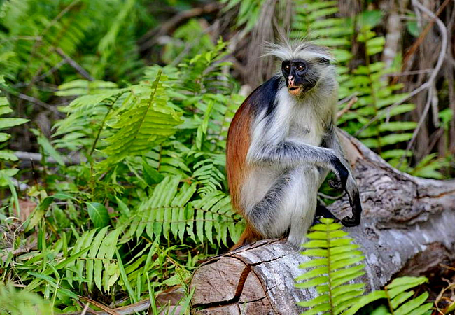 Мартышки вида красный Колобус – одна из главных достопримечательностей в Джозани Форест.