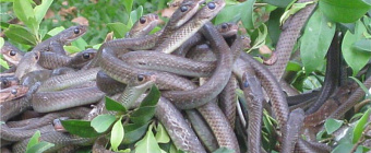 Ханой
